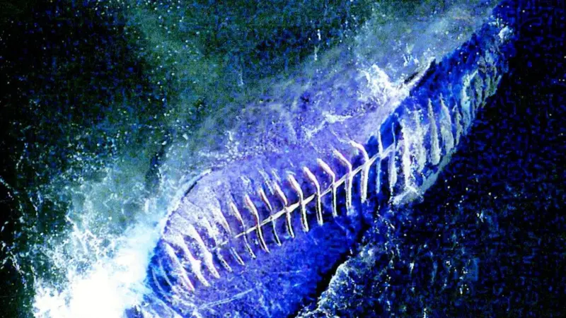 A whale shows evidence of a close encounter with a conventional propeller.