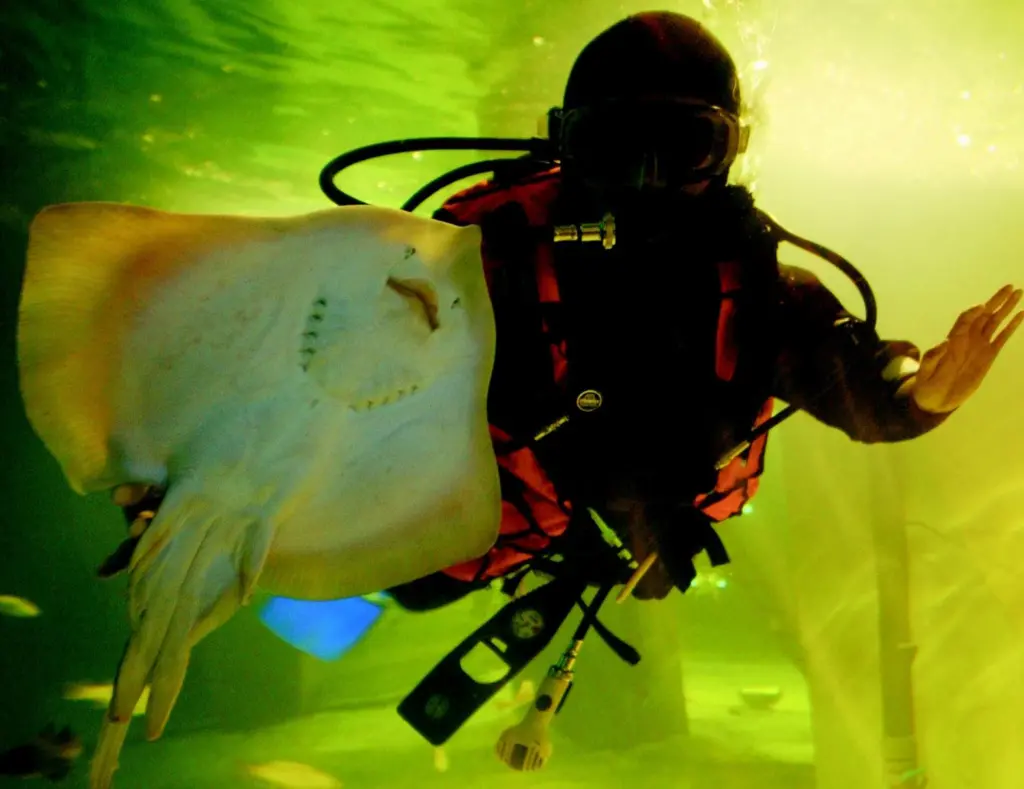 A diver at Fort William based Ocean Frontier with the attractions new thornback rays.