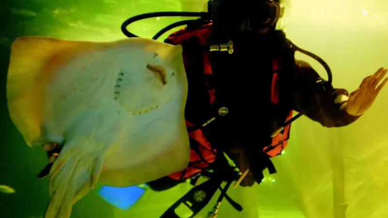 A diver at Fort William based Ocean Frontier with the attractions new thornback rays.