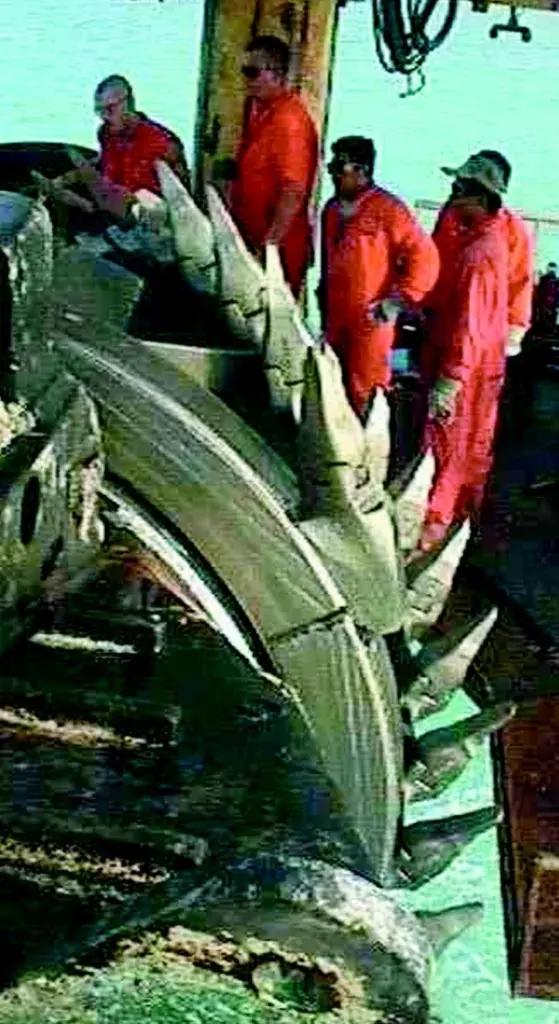 The cutter head of the cutter suction dredger Taurus operates in front of the suction mouth, where AceArc wearplates provide vital protection.