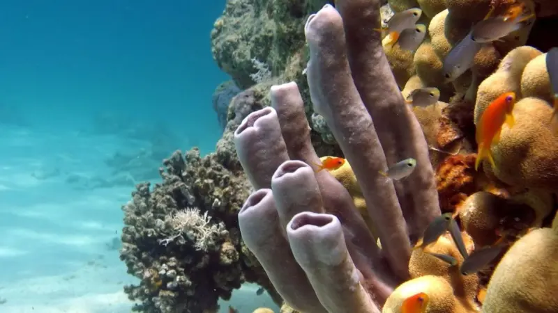 00_40695_AUGUST_News_Coral_endangered_pic1