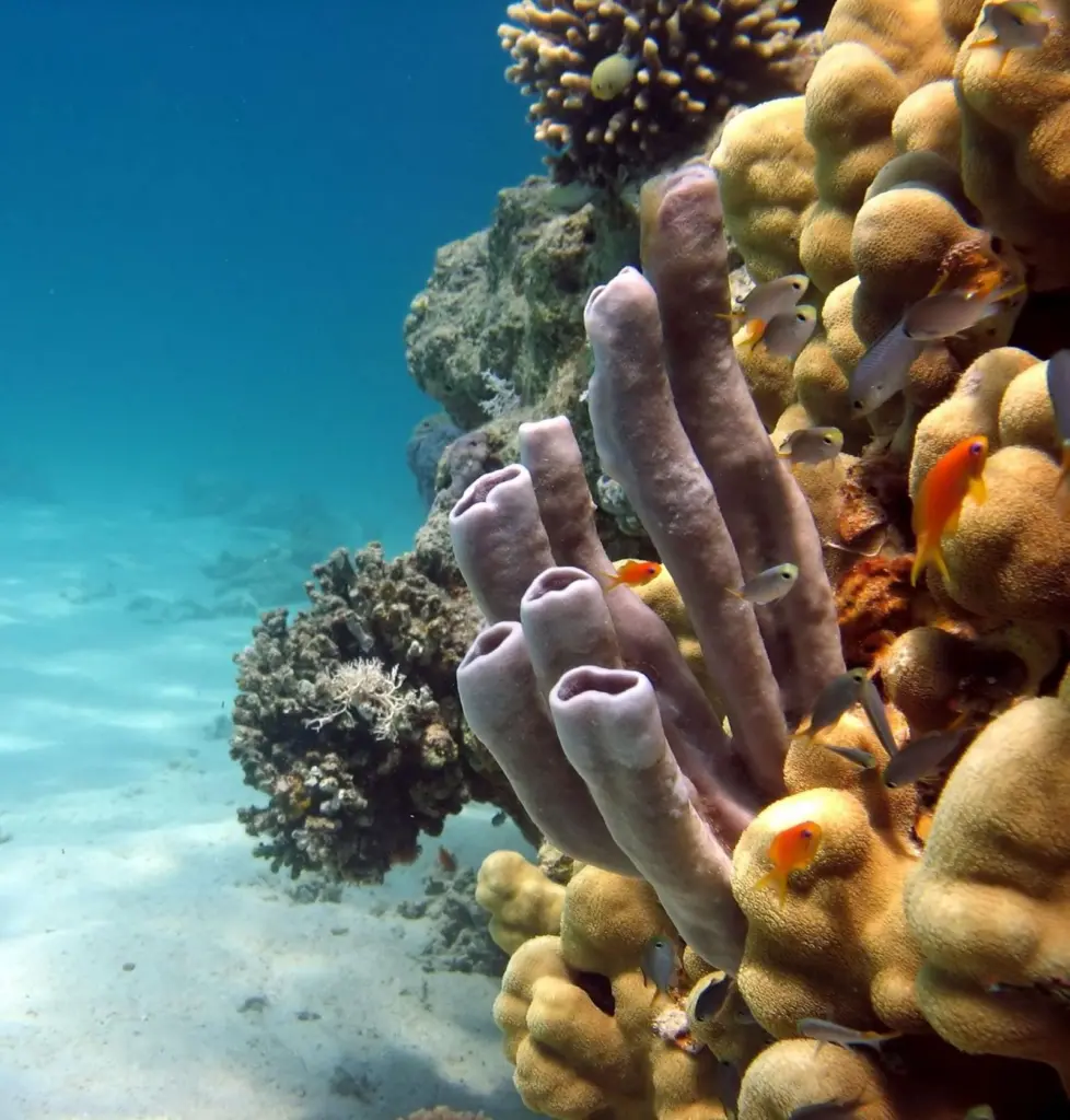 00_40695_AUGUST_News_Coral_endangered_pic1