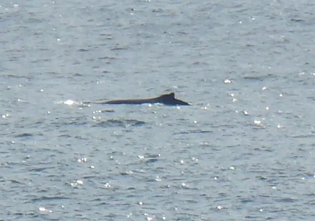 00_42500_MJ_Newsletter18-9-08_Whale