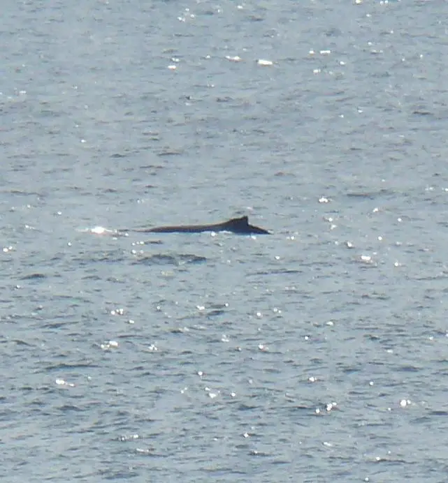 00_42500_MJ_Newsletter18-9-08_Whale