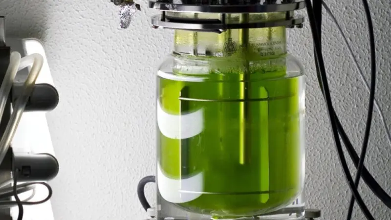 Algae suitable for biofuel will be screened to find the winning strains. Photo: Jacopo Werther