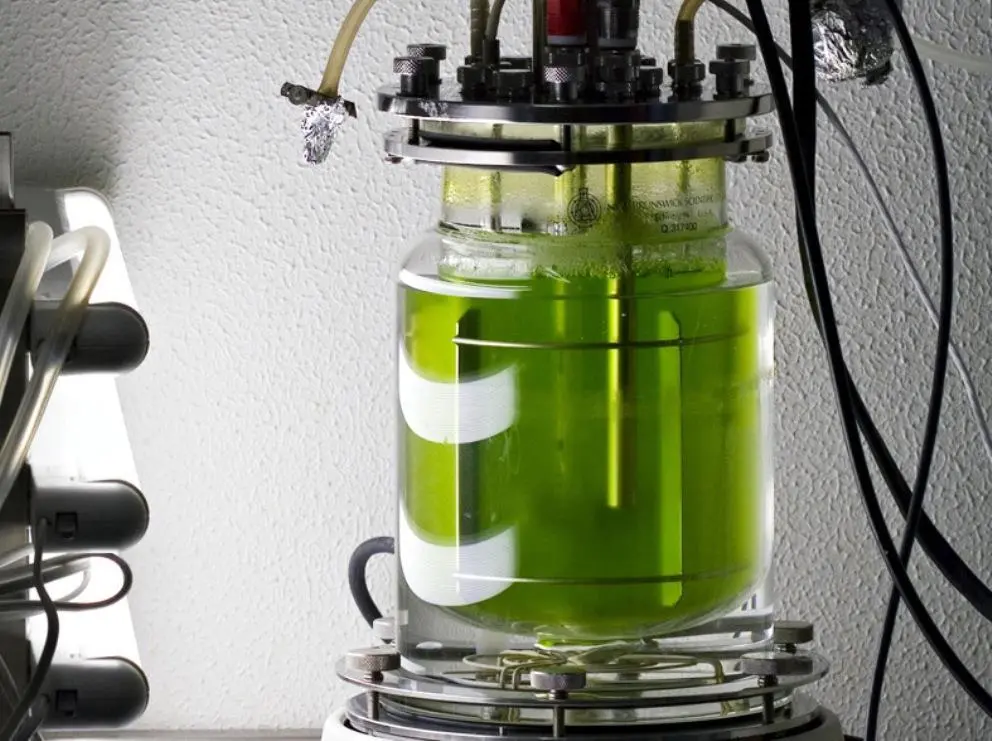 Algae suitable for biofuel will be screened to find the winning strains. Photo: Jacopo Werther