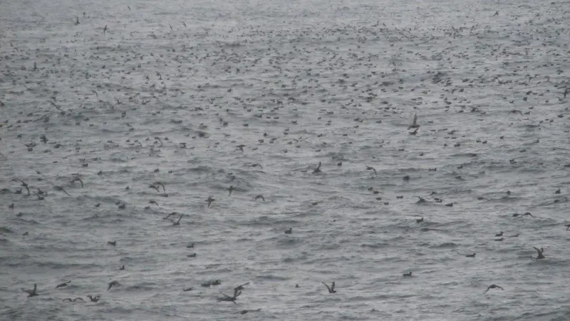 Marine wildlife surveys are essential before further consent licenses can be granted.