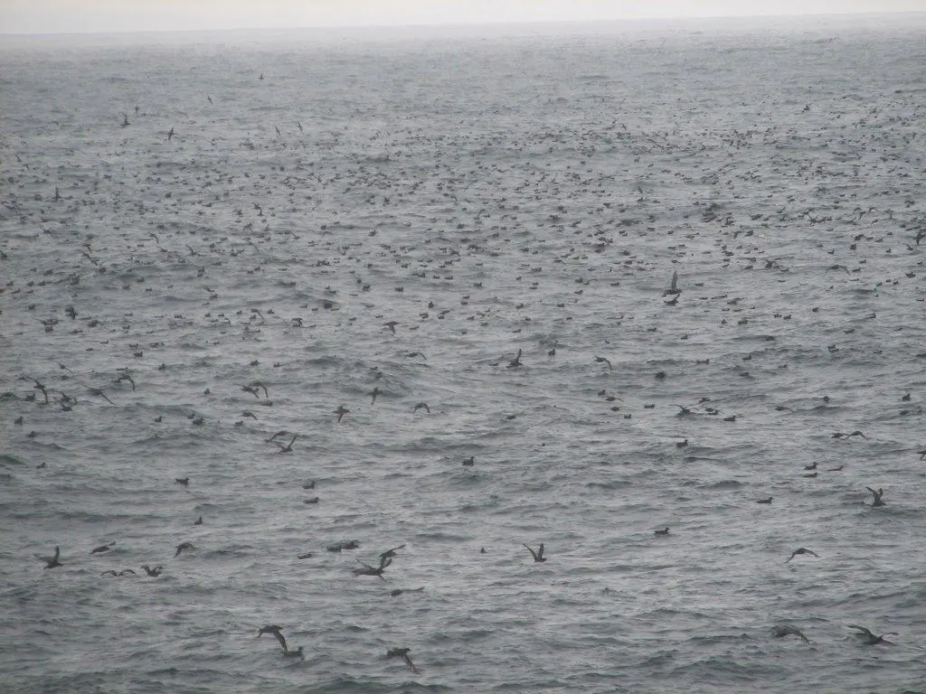 Marine wildlife surveys are essential before further consent licenses can be granted.
