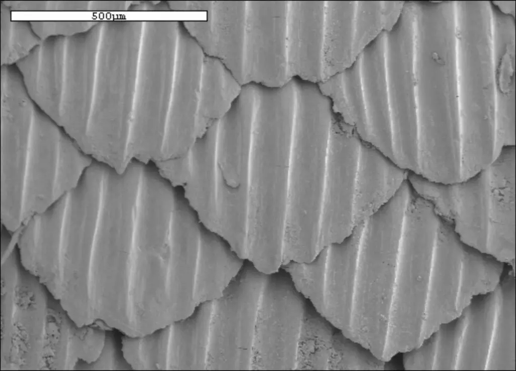 The shark scale like pattern is made of bars and diamonds at size of 2 to 16 microns.