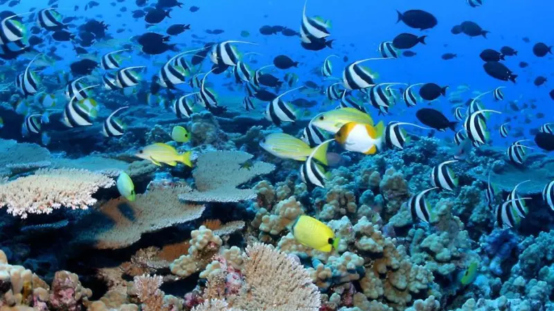 The Papahanaumokuakea Marine National Monument in Hawaii is one of the largest ocean reserves designated to date through the works of Global Ocean Legacy.