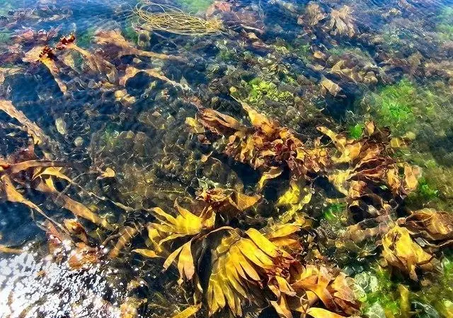 Seaweed may possess a number of properties useful to the life-sciences sector. Photo: A Price