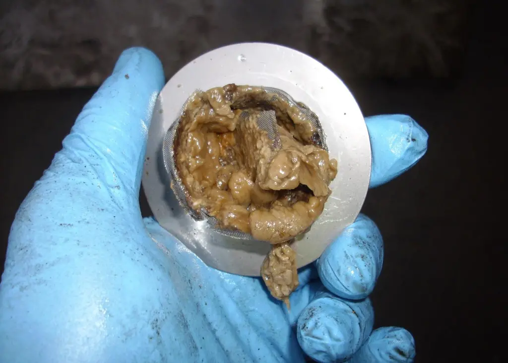 Microbiological contamination (MBC) growing on the discharge side of a fuel strainer. Photo courtesy of Eurotank Ltd, supplied by Conidia Bioscience Ltd.