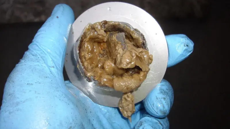 Microbiological contamination (MBC) growing on the discharge side of a fuel strainer. Photo courtesy of Eurotank Ltd, supplied by Conidia Bioscience Ltd.