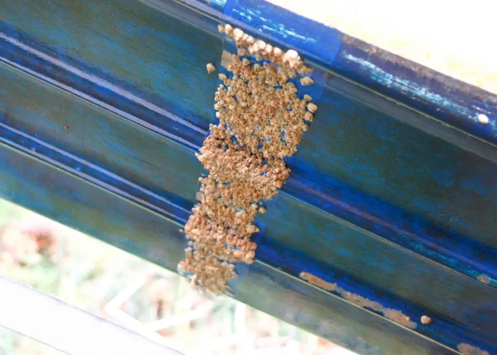 Swedish researchers have developed a new barnacle repellent that is an alternative to toxic anti-fouling coatings. Photo: Mats Hulander