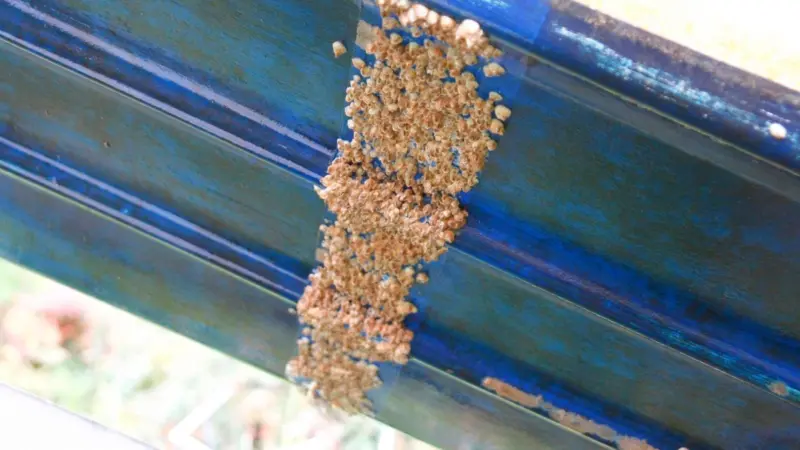 Swedish researchers have developed a new barnacle repellent that is an alternative to toxic anti-fouling coatings. Photo: Mats Hulander