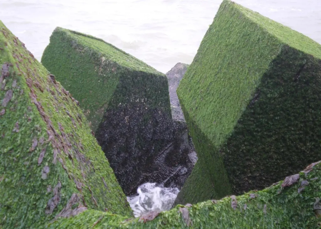 Specially designed Xblocs were found to encourage the presence of marine life.