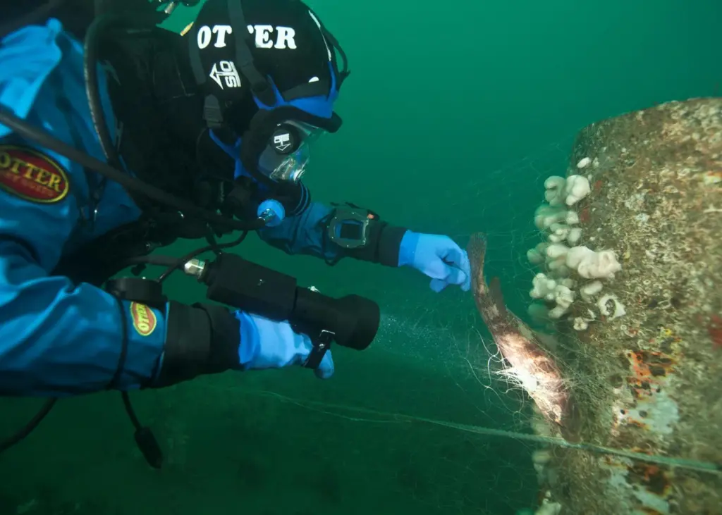 A diver is seen removing a rare Ballan Wrasse from nets at the Scylla Reef. Photo: Rich Stevenson at Diving and Marine Solutions.