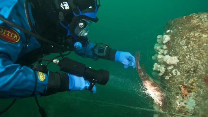 A diver is seen removing a rare Ballan Wrasse from nets at the Scylla Reef. Photo: Rich Stevenson at Diving and Marine Solutions.