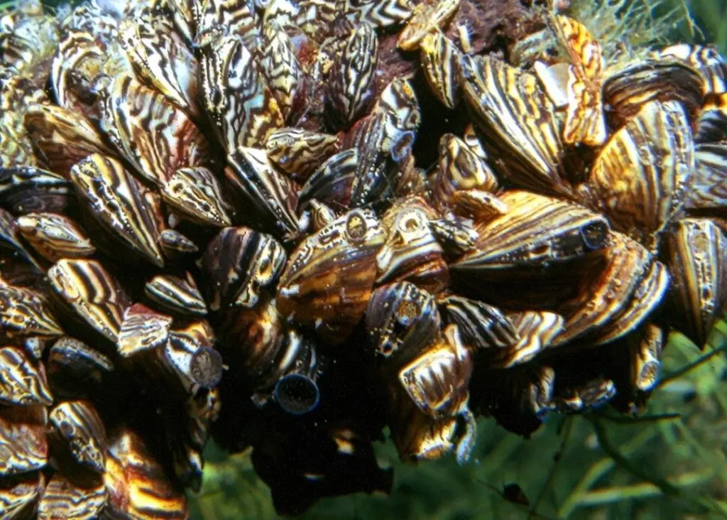 Large organisms like Zebra mussels start off using biofilm as an ‘incubator’.