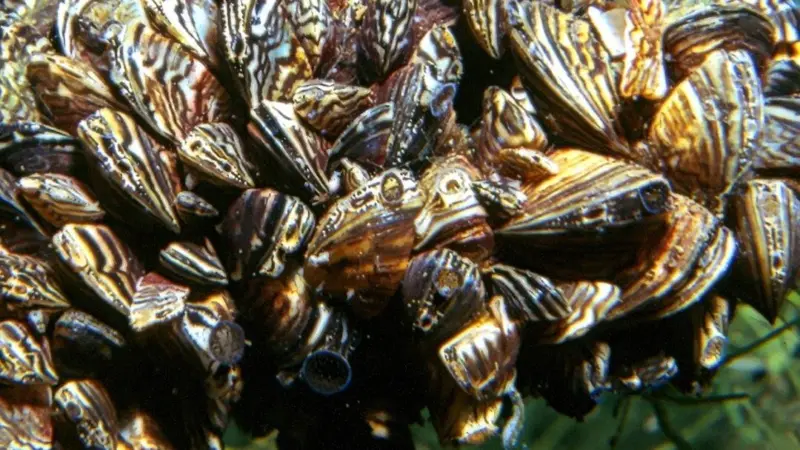 Large organisms like Zebra mussels start off using biofilm as an ‘incubator’.