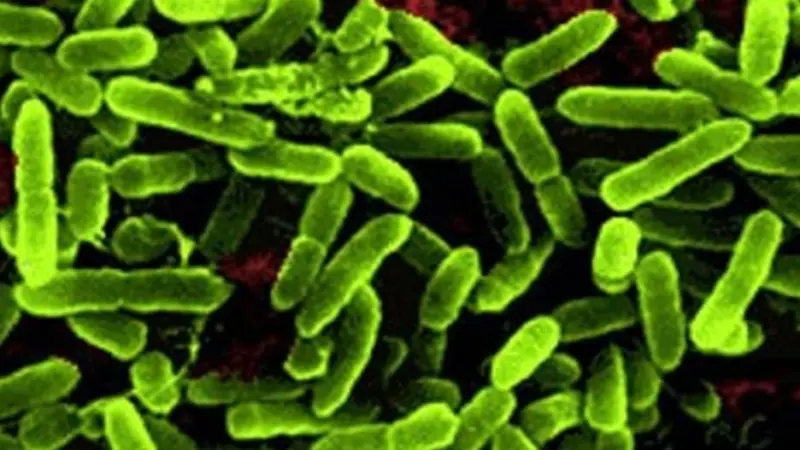 Pseudomonas Aeruginosa is a key diesel contaminant.