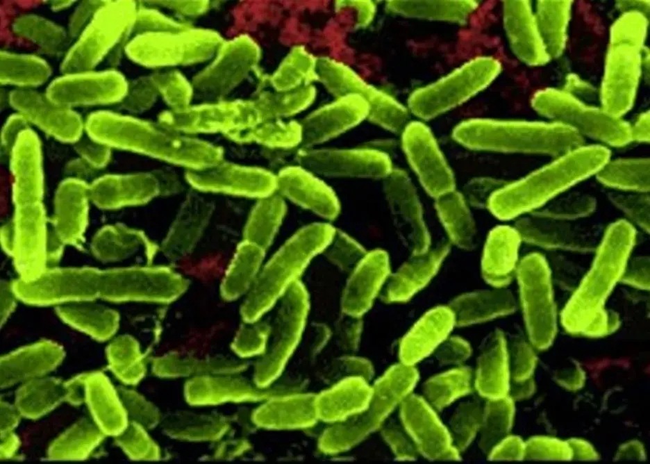 Pseudomonas Aeruginosa is a key diesel contaminant.