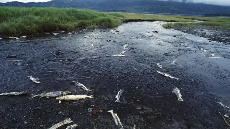 The BSC is aiming to make business better for the environment
