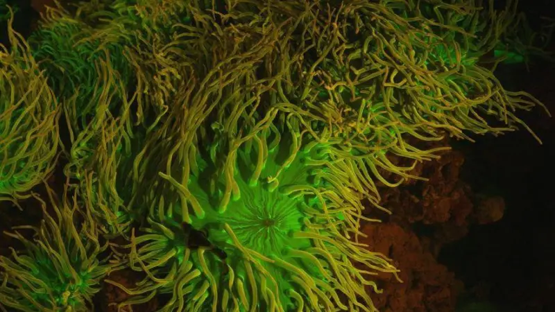 A biofluorescent anemone imaged with scientifically-filtered blue LED lighting and a modified 5K underwater camera that will both be outfitted on the Falcon. Image courtesy of David Gruber/Vincent Pieribone