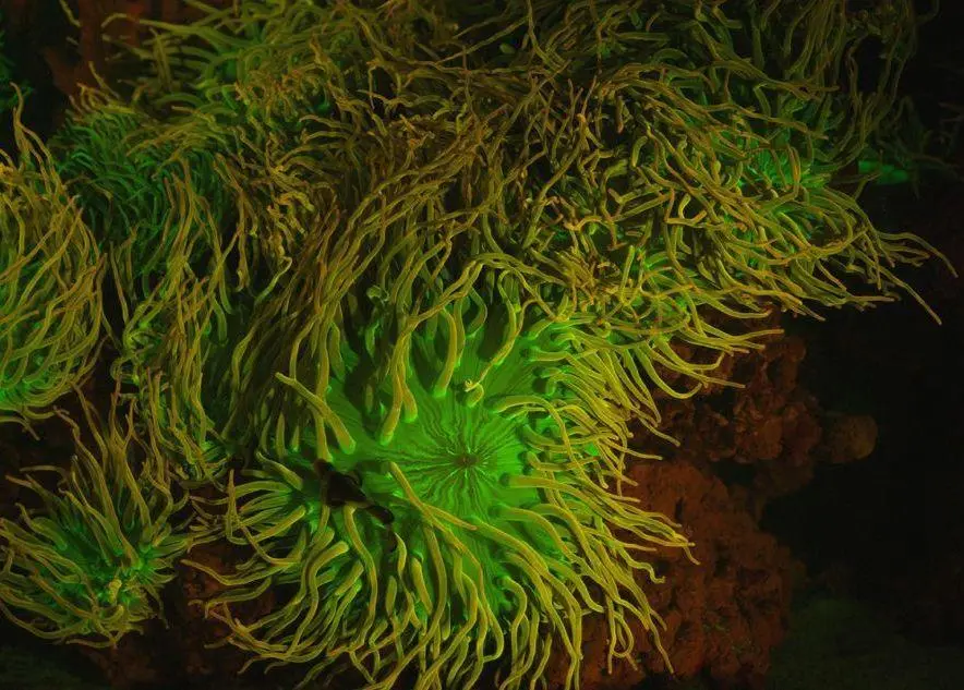A biofluorescent anemone imaged with scientifically-filtered blue LED lighting and a modified 5K underwater camera that will both be outfitted on the Falcon. Image courtesy of David Gruber/Vincent Pieribone