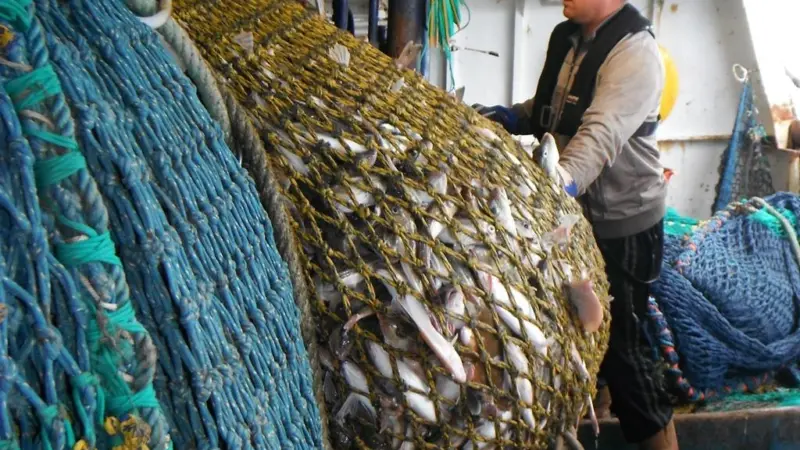 Forewind’s survey of the Dogger Bank site has included fish ecology surveys