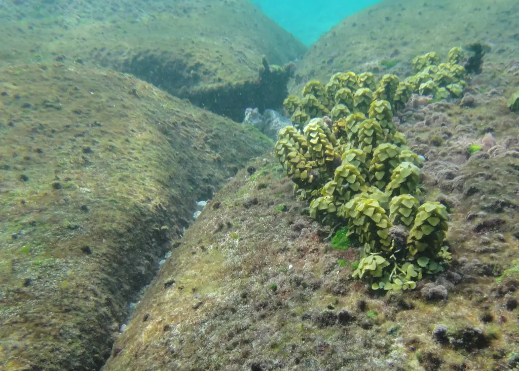 ELCOROCK has already proven beneficial, encouraging underwater habitats to grow around the system