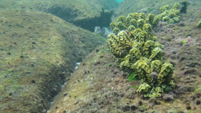 ELCOROCK has already proven beneficial, encouraging underwater habitats to grow around the system