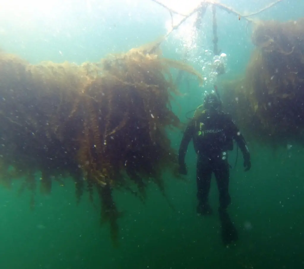 Tests at sites in Solund, Norway, Oban, Scotland and Galway in Ireland have produced yields of up to 16kg of wet seaweed per square metre – three to five times that of traditional seaweed farming