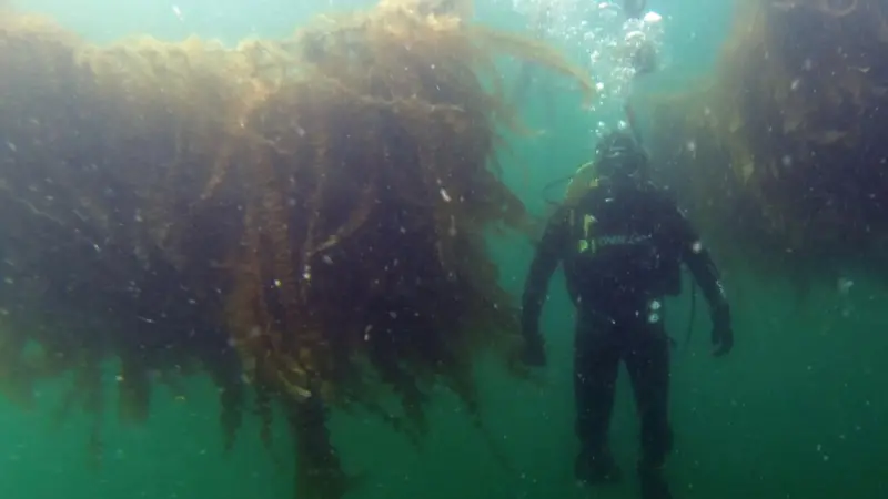 Tests at sites in Solund, Norway, Oban, Scotland and Galway in Ireland have produced yields of up to 16kg of wet seaweed per square metre – three to five times that of traditional seaweed farming