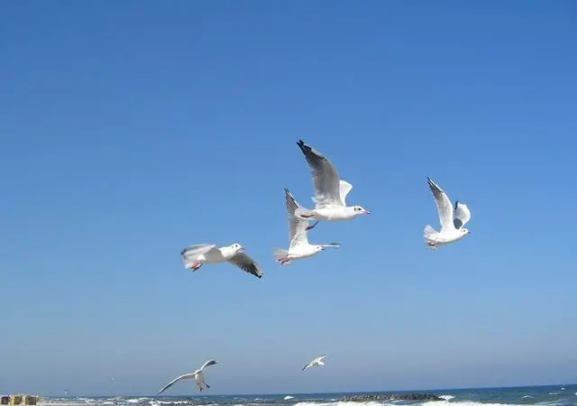 Birds and other wildlife all come under the Baltic's monitoring programmes