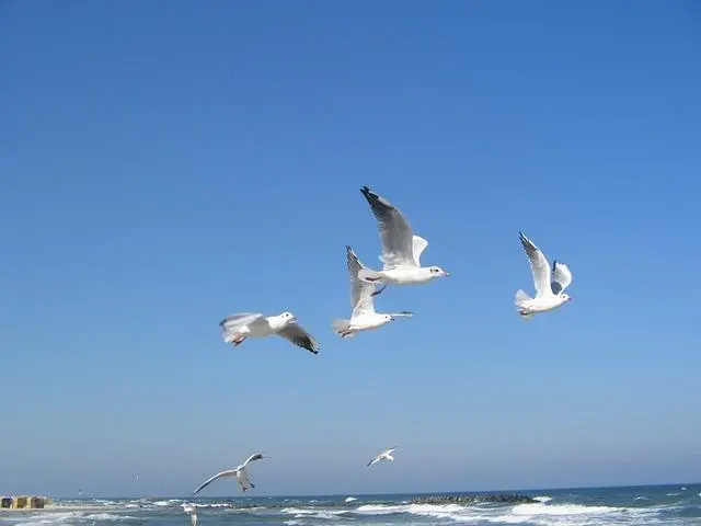 Birds and other wildlife all come under the Baltic's monitoring programmes