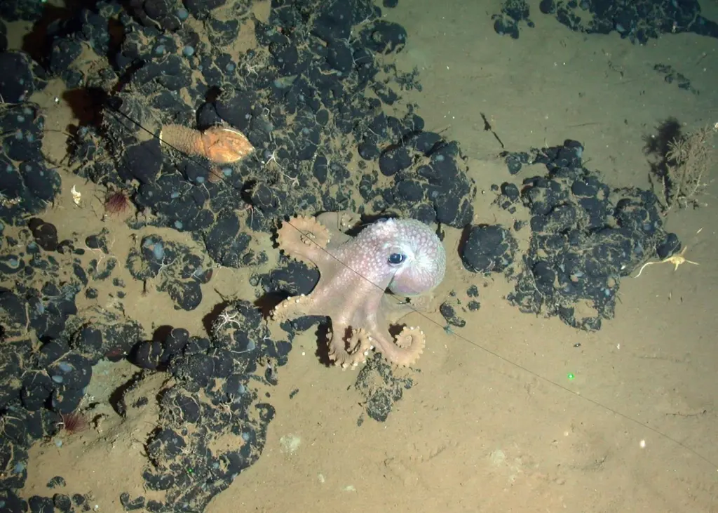 Octopus on an asphalt mound. Photo: NOC