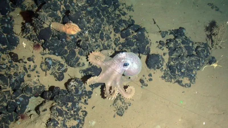 Octopus on an asphalt mound. Photo: NOC