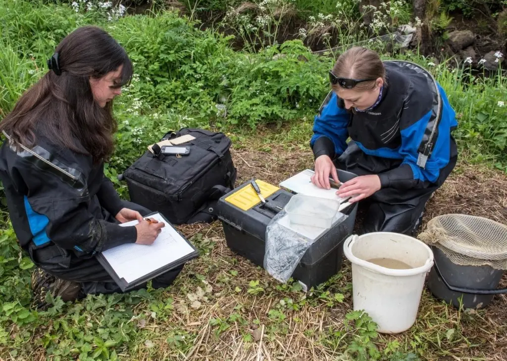 Processing and recording young migratory fish as part of the project