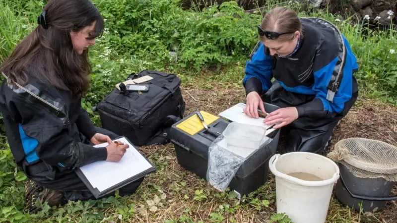 Processing and recording young migratory fish as part of the project
