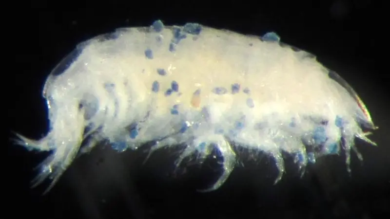 Harpinia shrimp with ingested microplastic particlesHarpinia shrimp with ingested microplastic particlesHarpinia shrimp with ingested microplastic particles