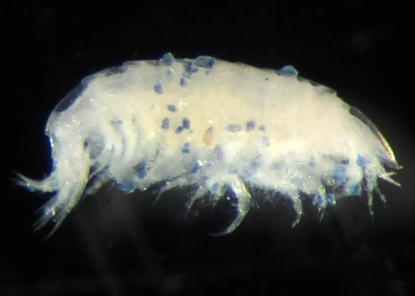 Harpinia shrimp with ingested microplastic particlesHarpinia shrimp with ingested microplastic particlesHarpinia shrimp with ingested microplastic particles
