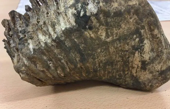 A team working at the Port of Dover has uncovered a fossilised mammoth tooth