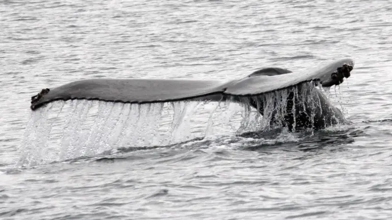 A whale at the Faxafloi survey site surfacing and