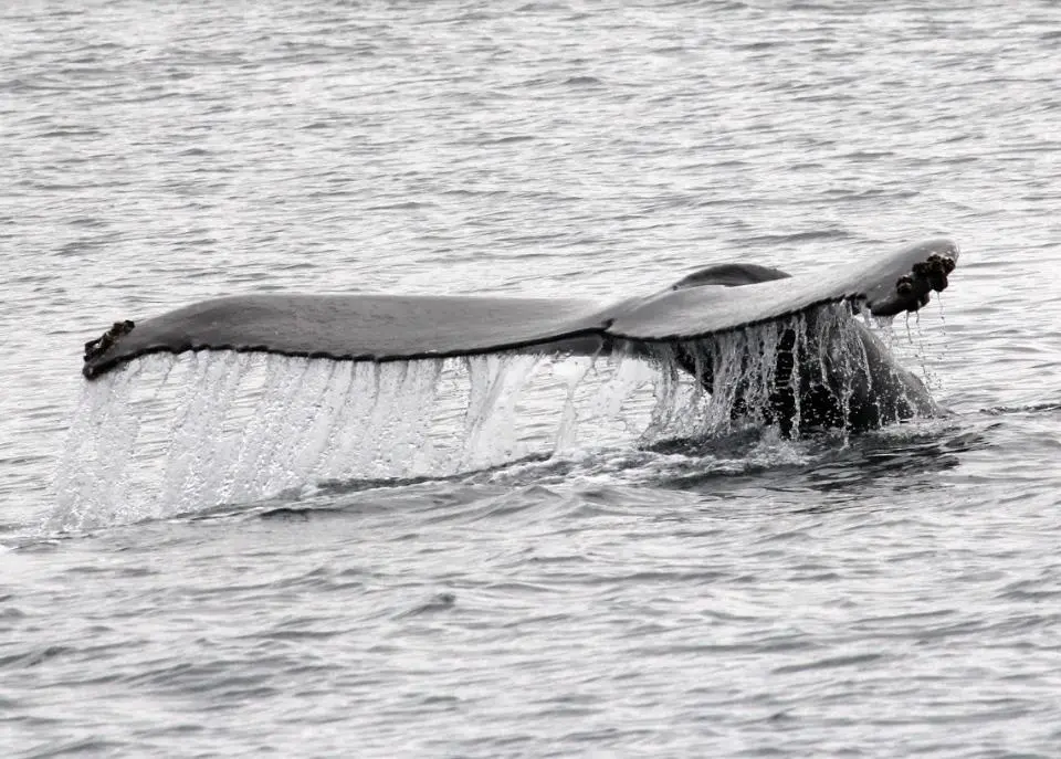 A whale at the Faxafloi survey site surfacing and