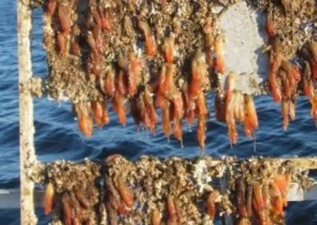 The trialling of the Wearlon epoxy-silicone product containing Selektope was conducted on the west coast of Sweden