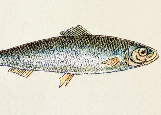 Atlantic herring