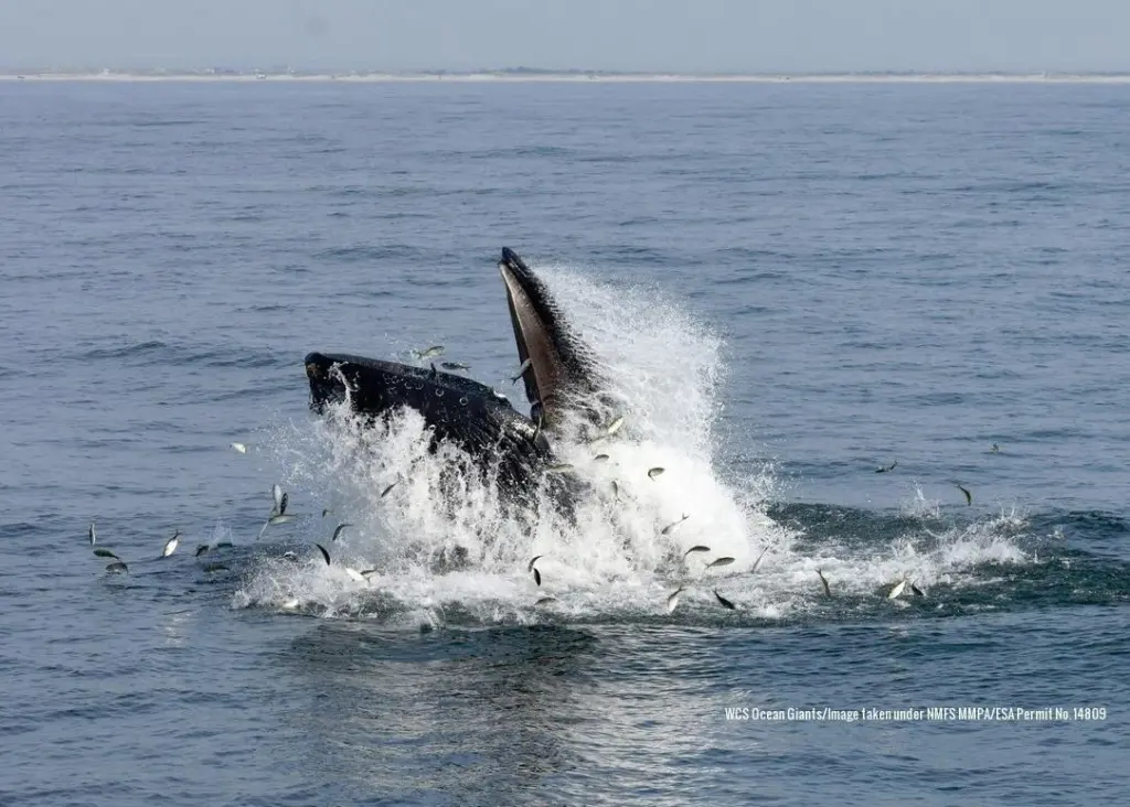 The buoys will provide near real-time monitoring of species such as the humpback whale
