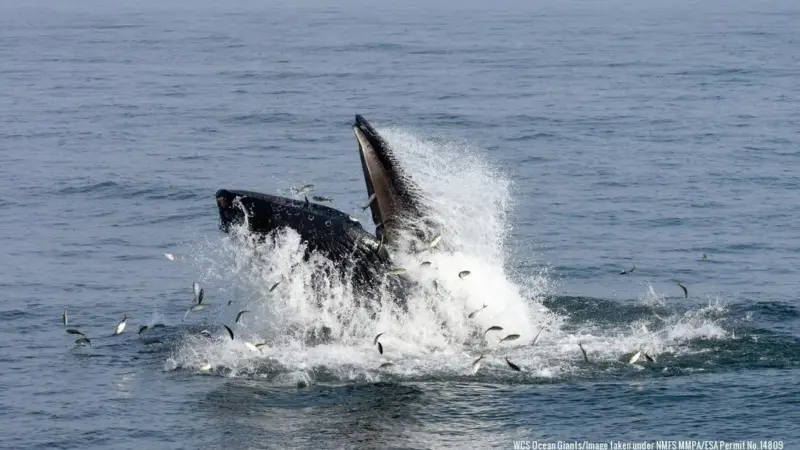 The buoys will provide near real-time monitoring of species such as the humpback whale