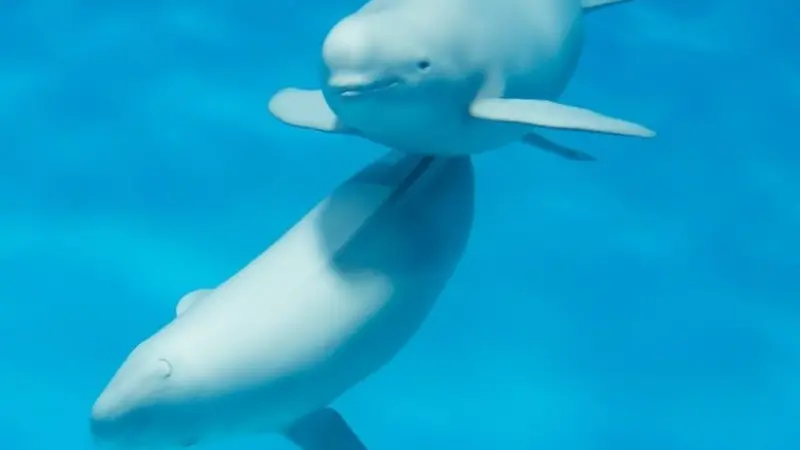 BEIS said that the QuietSea system would be fully effective at detecting cetacean species of specific concern